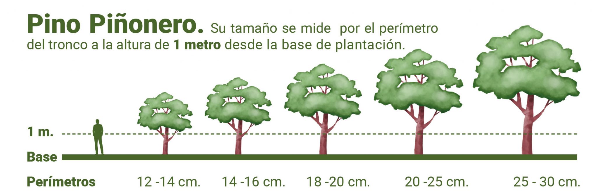 Tu familiar descansará sobre un precioso pino piñonero - Recordarium